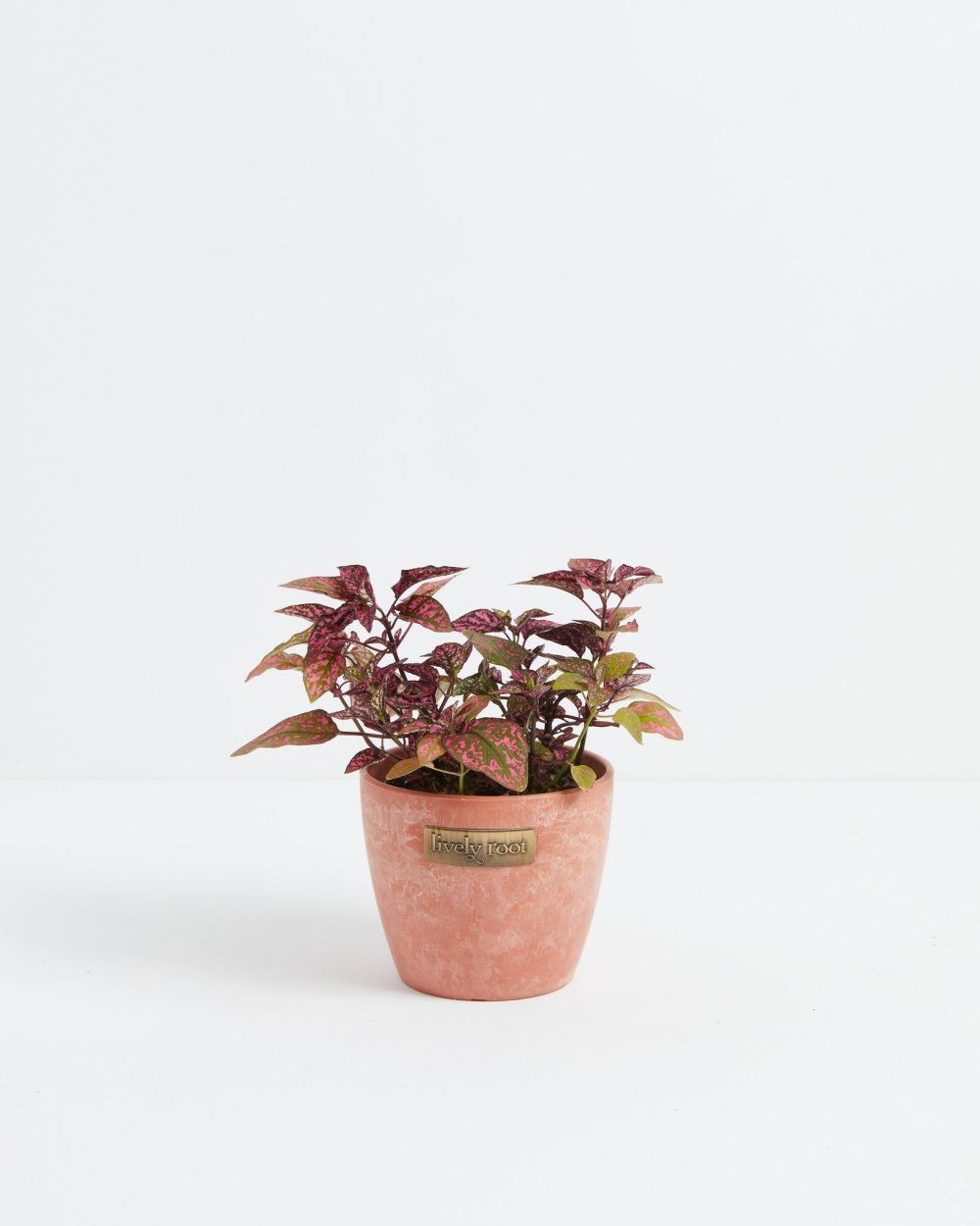 Pink Polka Dot Plant - Image 10