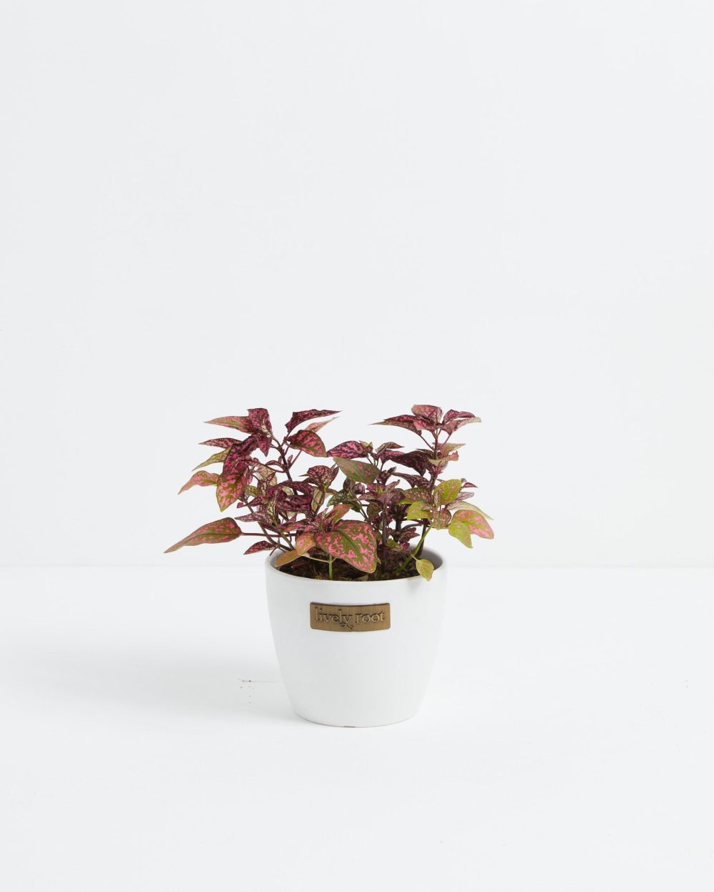 Pink Polka Dot Plant - Image 8