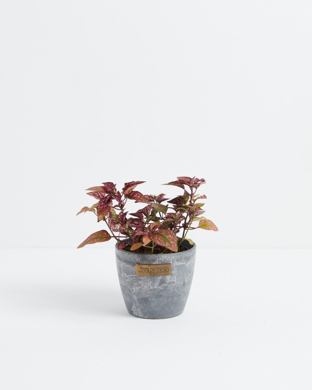 Pink Polka Dot Plant - Image 9