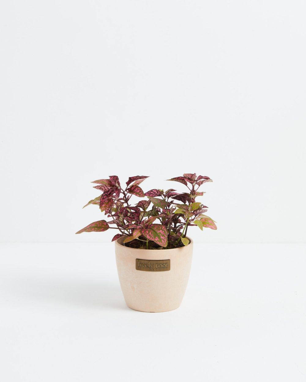 Pink Polka Dot Plant - Image 11