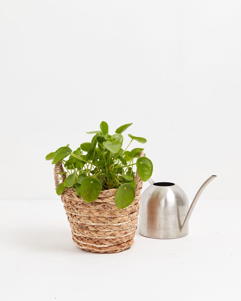 Chinese Money Plant (Pilea Peperomioides) - Image 16