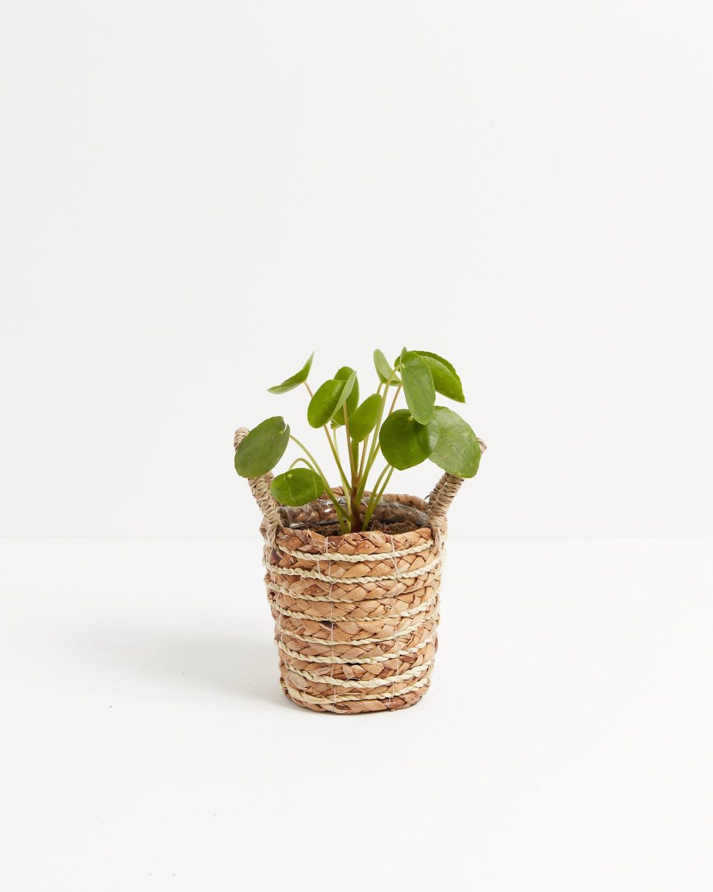 Chinese Money Plant (Pilea Peperomioides) - Image 18