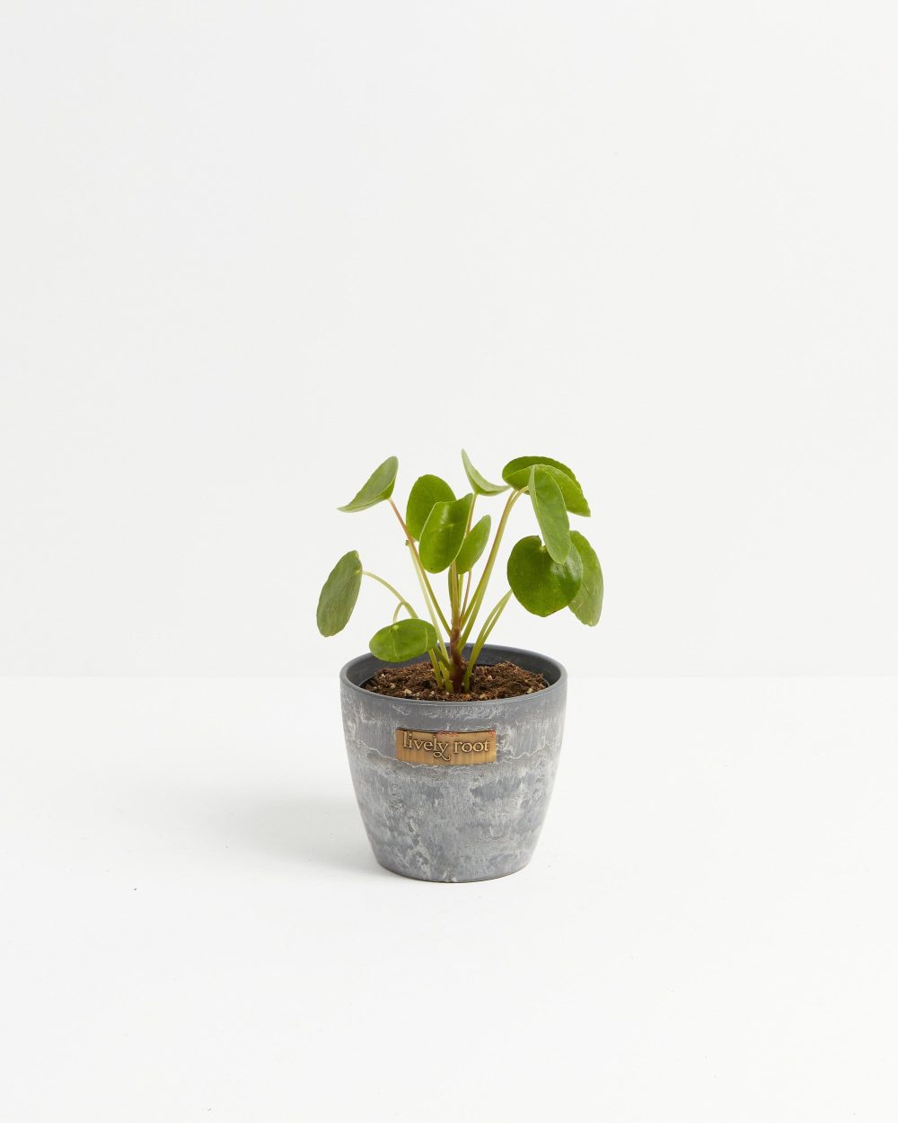 Chinese Money Plant (Pilea Peperomioides) - Image 10