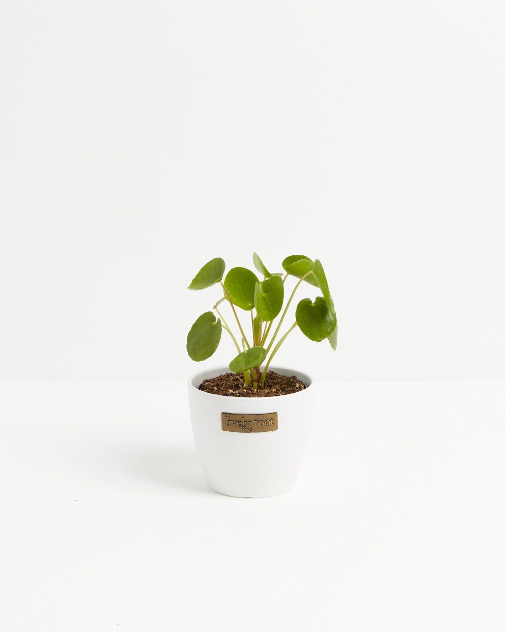 Chinese Money Plant (Pilea Peperomioides) - Image 9