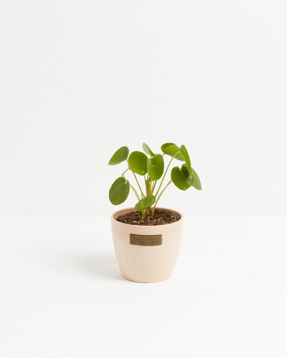 Chinese Money Plant (Pilea Peperomioides) - Image 12