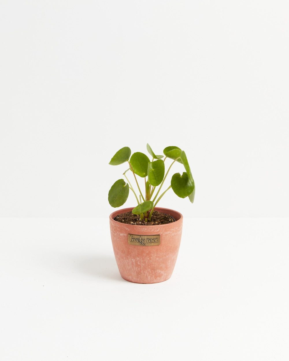 Chinese Money Plant (Pilea Peperomioides) - Image 11
