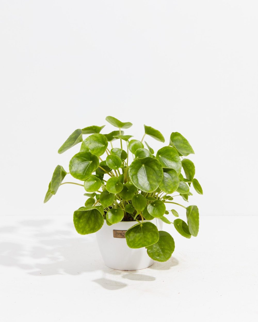 Chinese Money Plant (Pilea Peperomioides) - Image 17