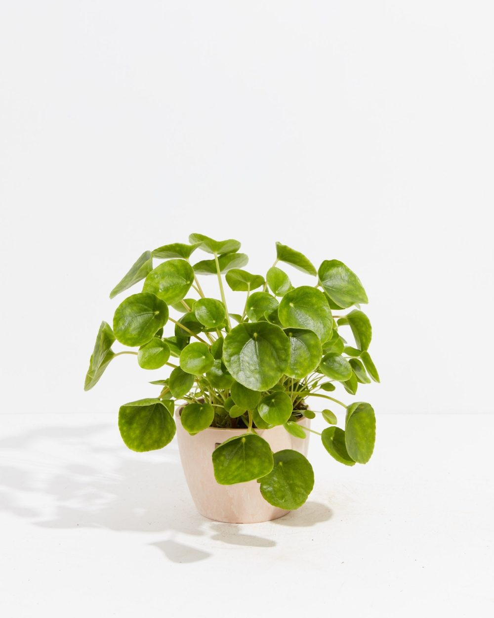 Chinese Money Plant (Pilea Peperomioides) - Image 15