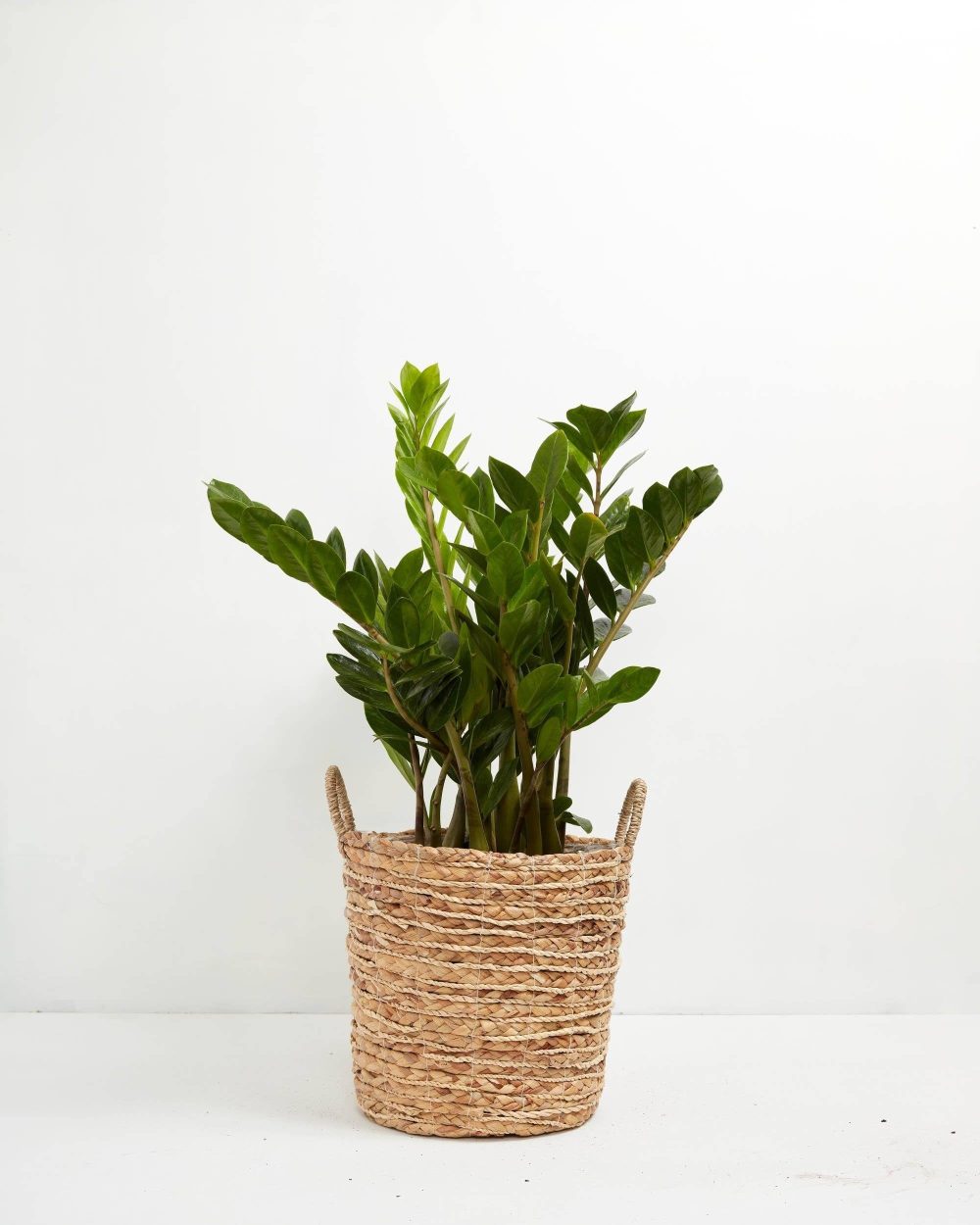 ZZ Plant - Image 24
