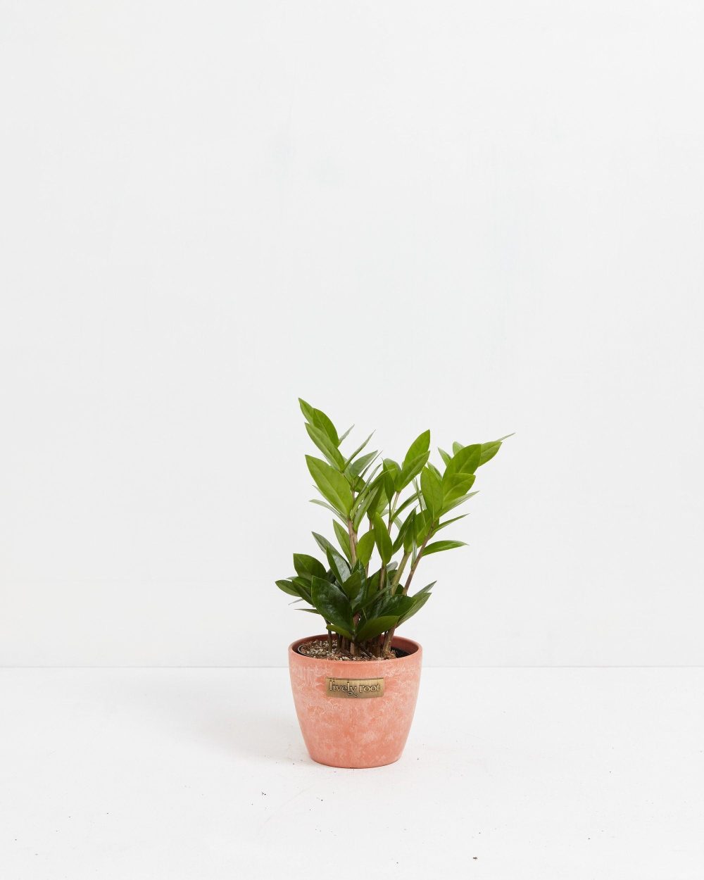 ZZ Plant - Image 12