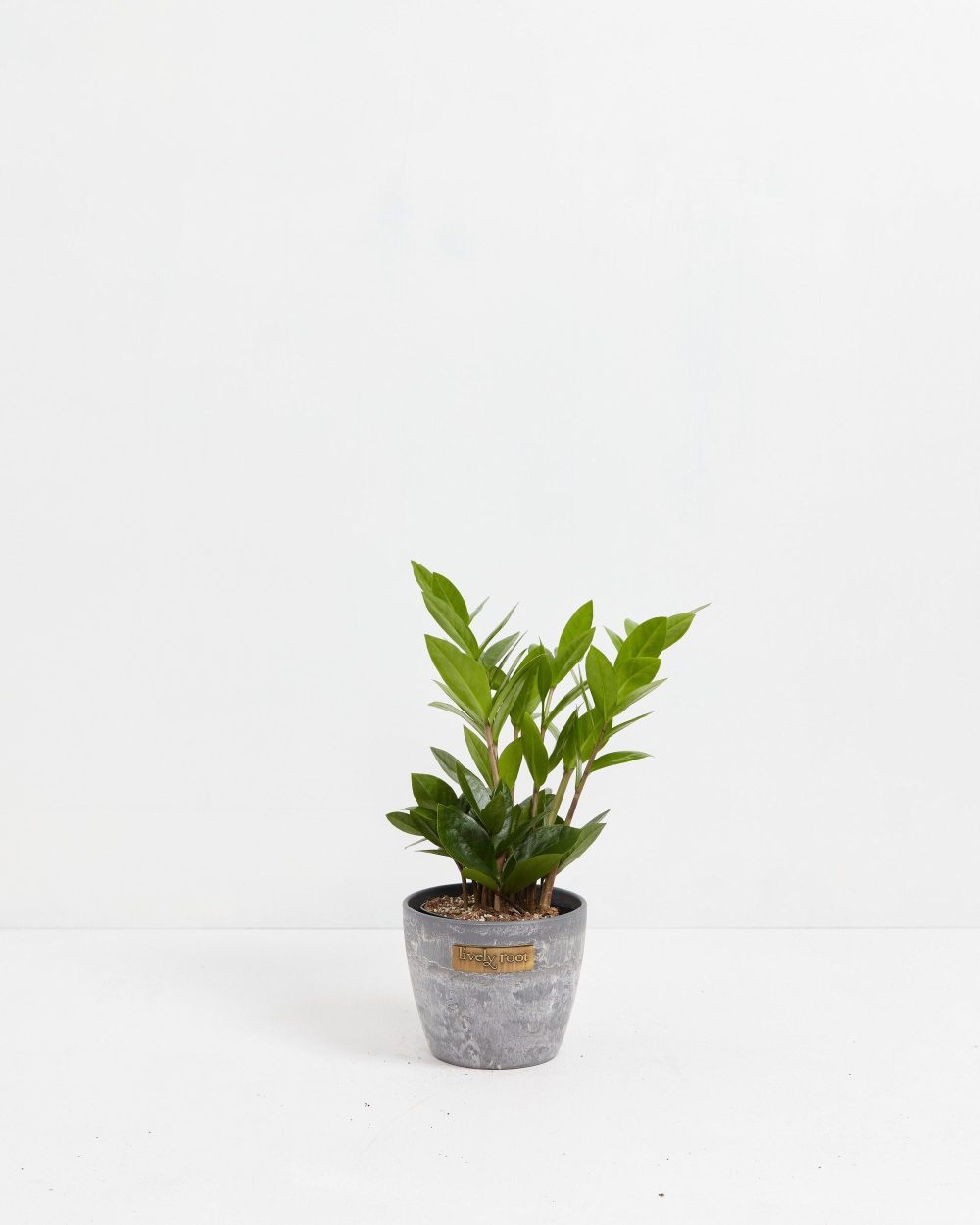 ZZ Plant - Image 11