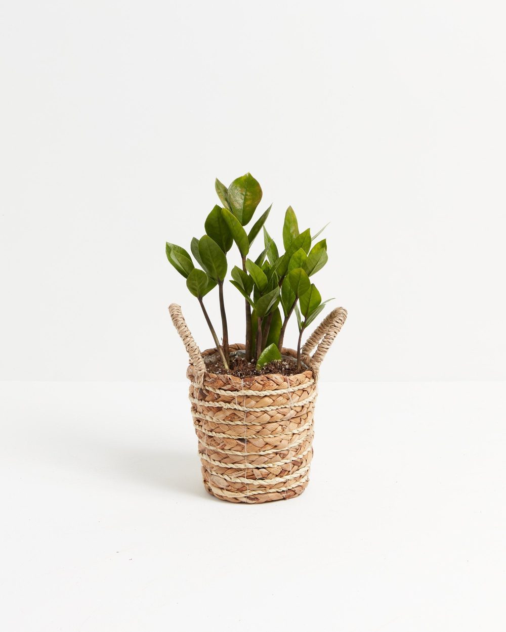 ZZ Plant - Image 22