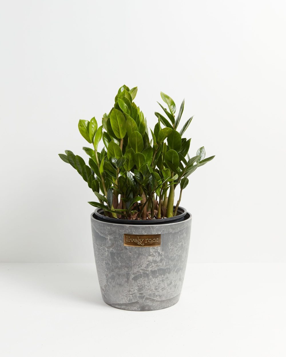 ZZ Plant - Image 19