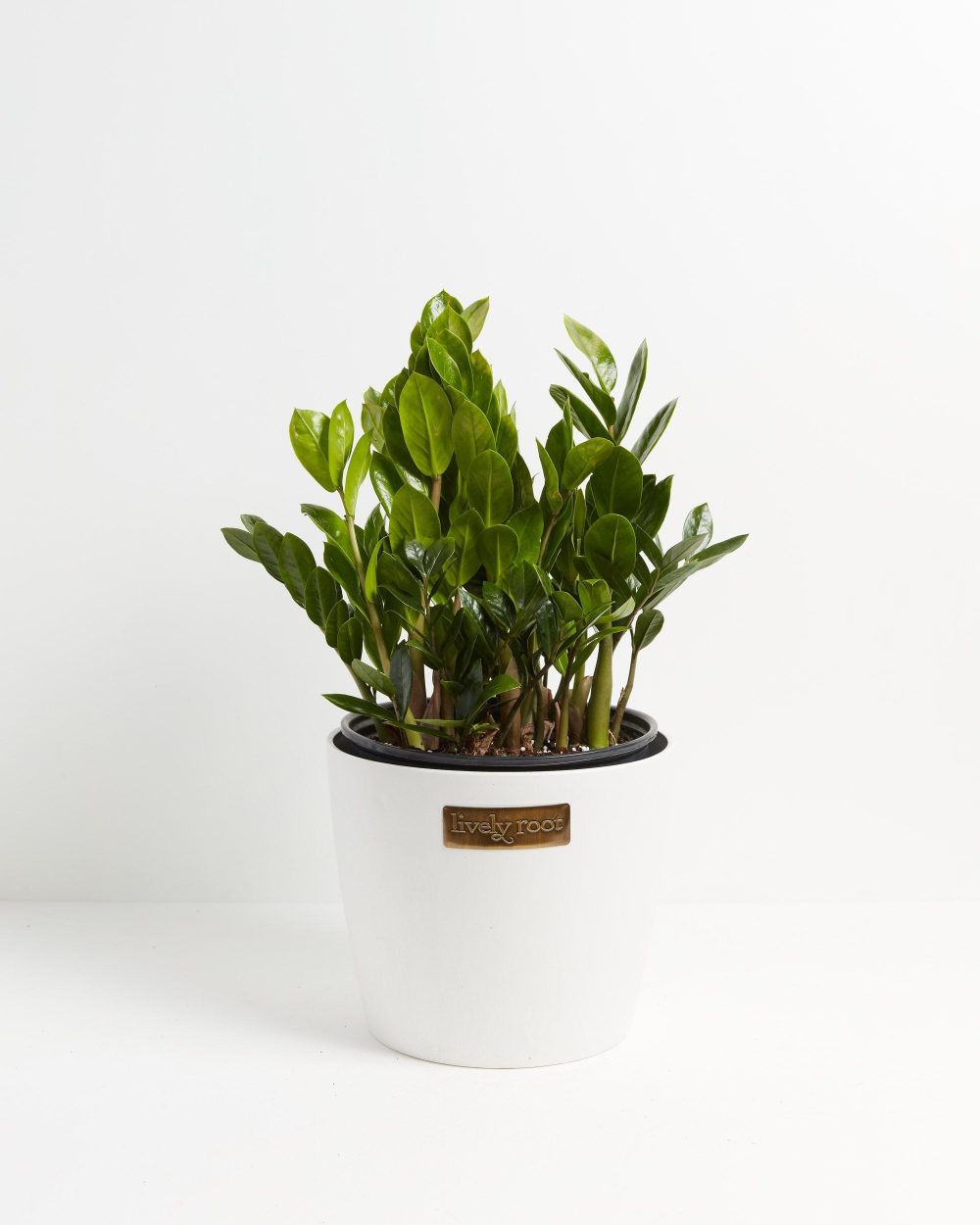 ZZ Plant - Image 18