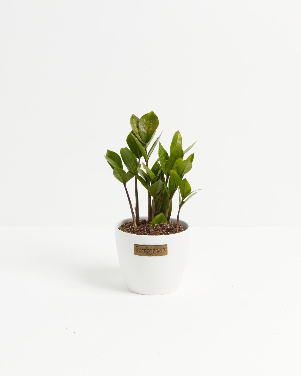 ZZ Plant - Image 10