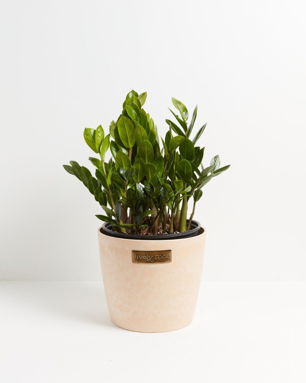 ZZ Plant - Image 21