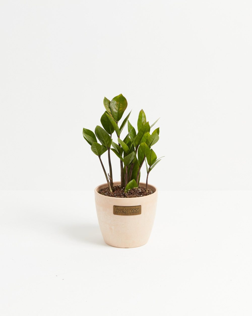 ZZ Plant - Image 13