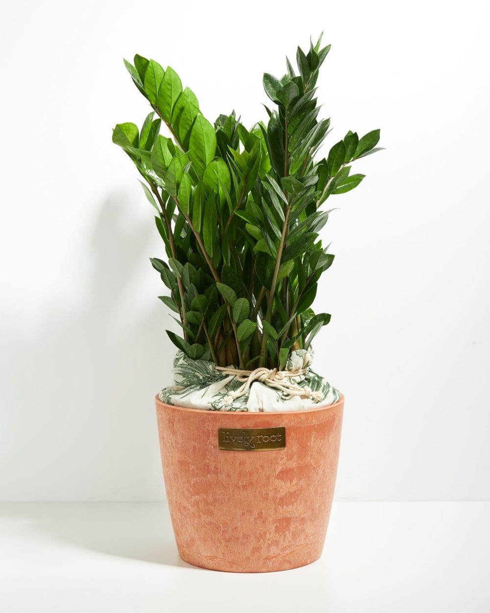 ZZ Plant - Image 20