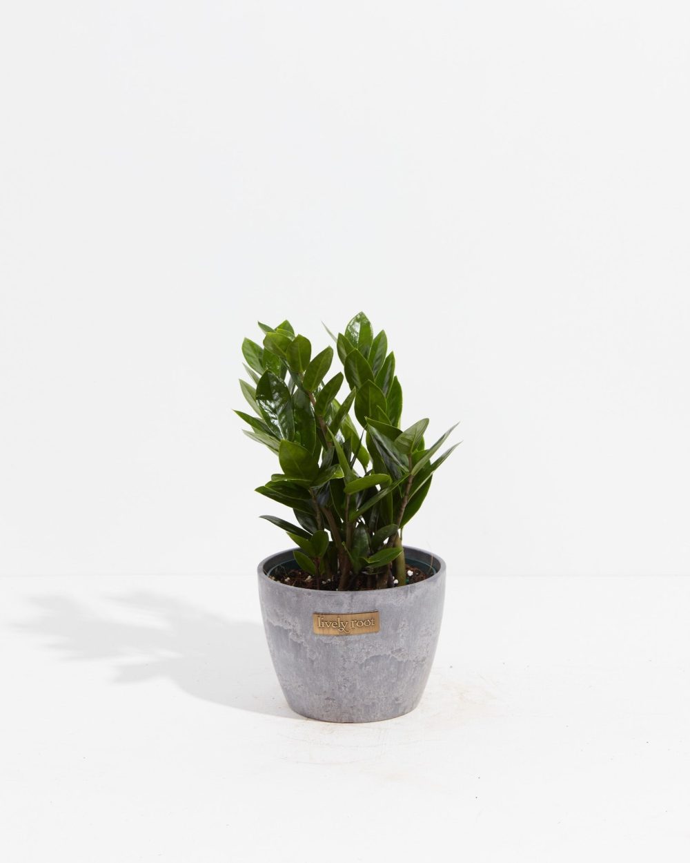 ZZ Plant - Image 15