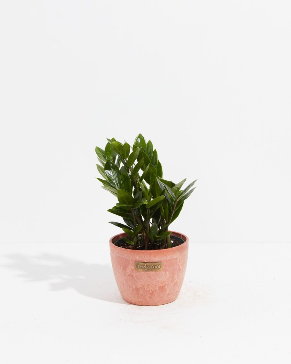 ZZ Plant - Image 16