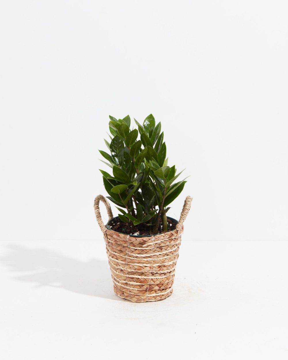 ZZ Plant - Image 23