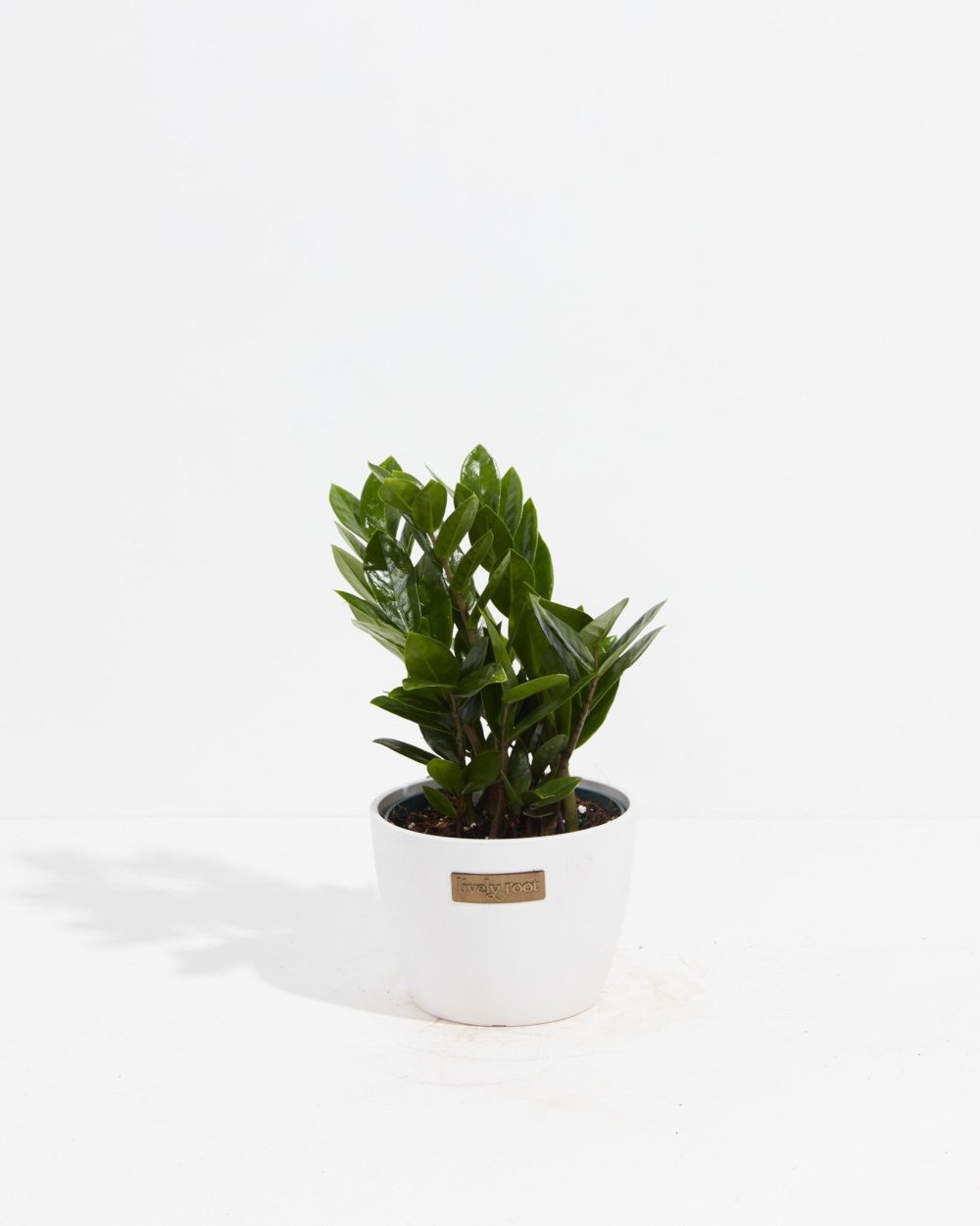 ZZ Plant - Image 14