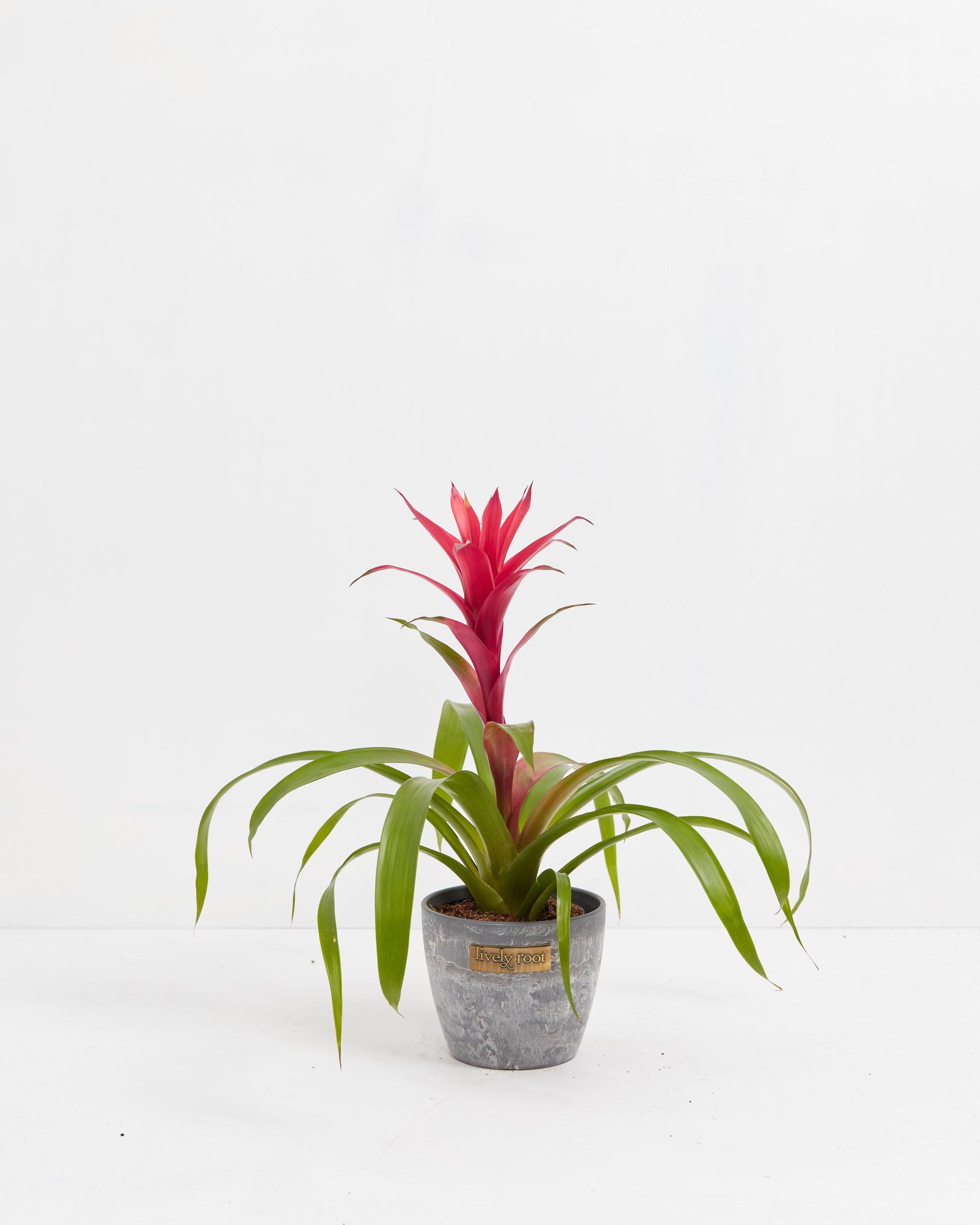 8c7c79e408ea-Bromeliad-LRBlack-4IN-Eco-Earl-Grey-withlogo-5668cf_62471dcc-2a83-4b20-a05d-8123fb0f0ccd