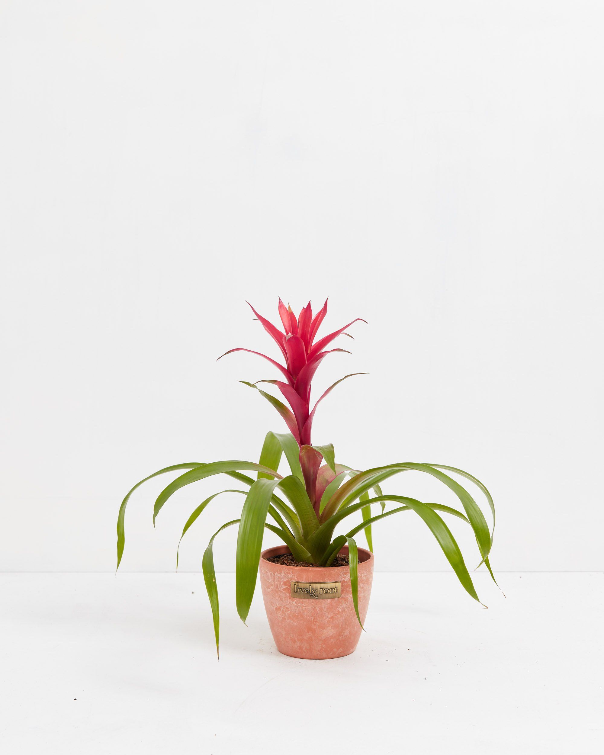 8c7c79e408ea-Bromeliad-LRTerra-4IN-Eco-Chai-Withlogo-f89d52_a47ddde8-ccf8-46dd-9935-b675d57e2c6a