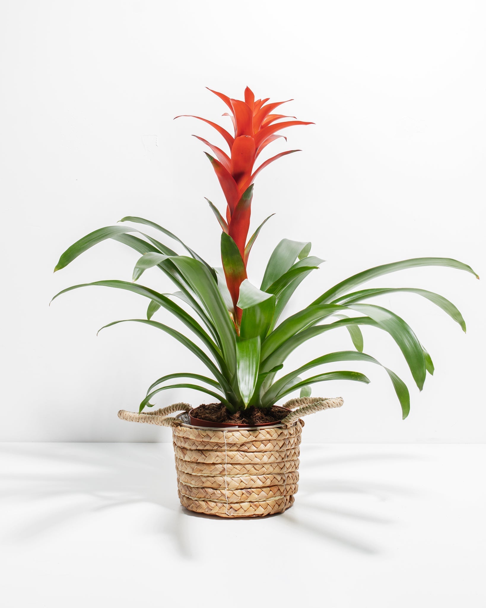 8c7c79e408ea-Pl-6in-Tropical-Delight-Guzmania-Basket-01-928c96_d841ed06-5b99-4a6d-be56-ecb8f3cf42a5