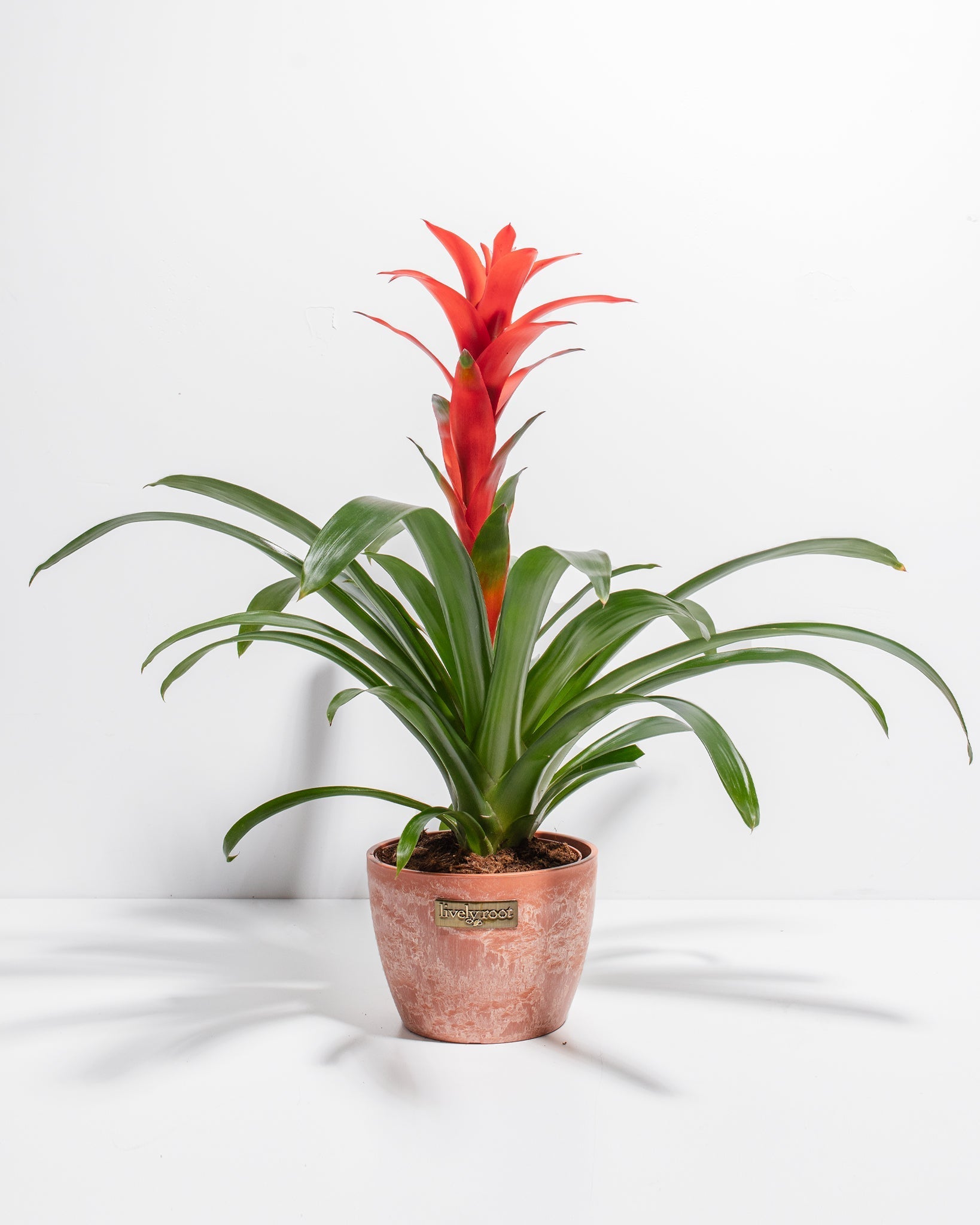 8c7c79e408ea-Pl-6in-Tropical-Delight-Guzmania-Chai-01-119bd6_0afbeead-df28-4e44-aeec-f319d2f6257e