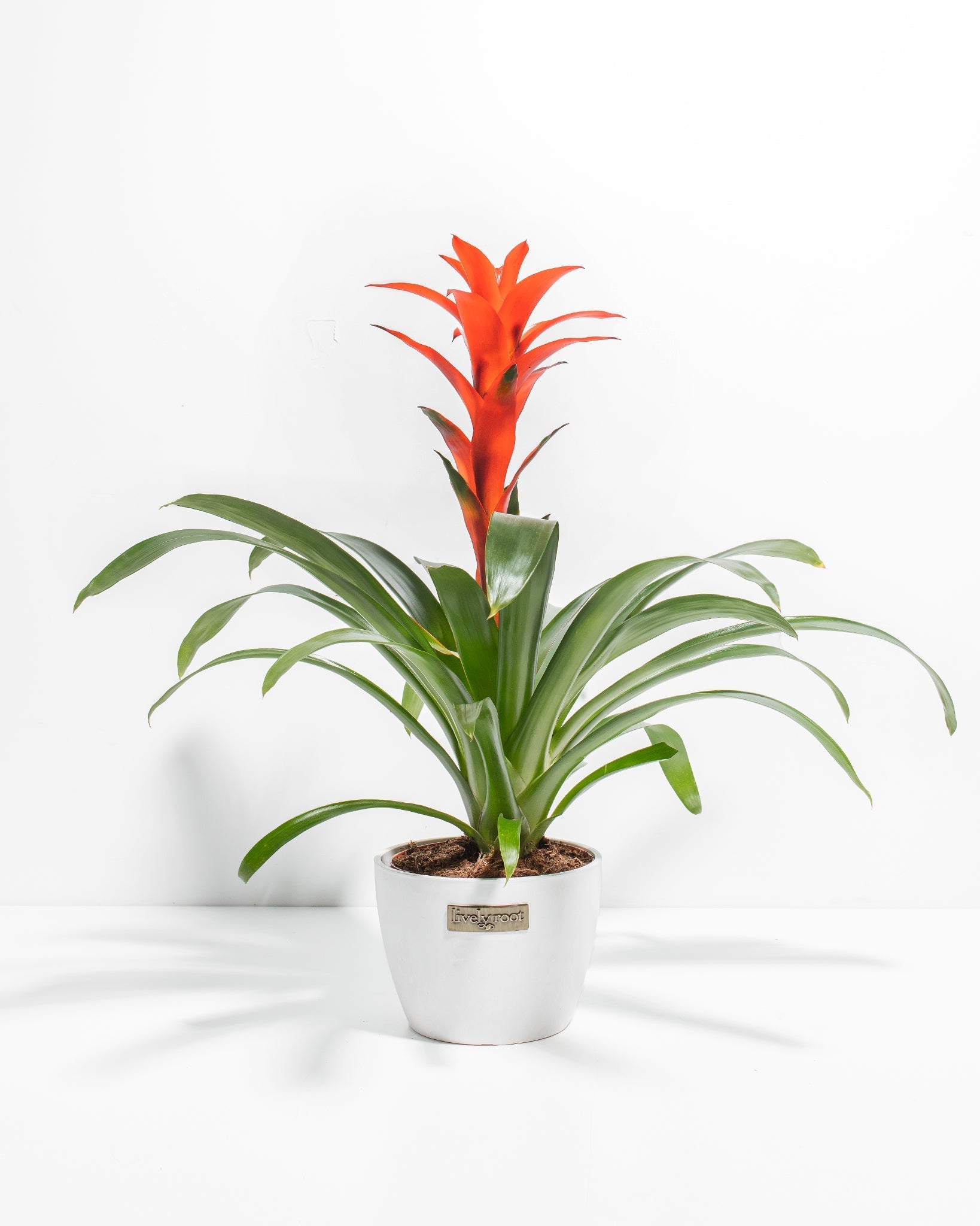 8c7c79e408ea-Pl-6in-Tropical-Delight-Guzmania-Coco-01-6d6761_437c1a5f-e0b1-421e-91d2-1010239a47fa