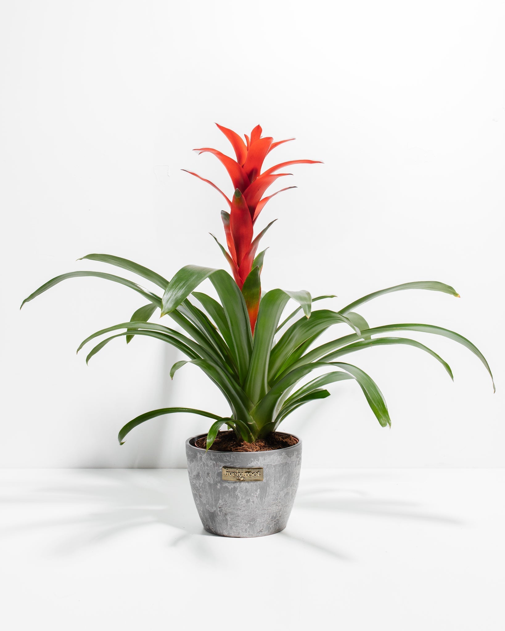 8c7c79e408ea-Pl-6in-Tropical-Delight-Guzmania-Grey-01-f87917_79d8e080-fece-445a-a293-440d16cfb351