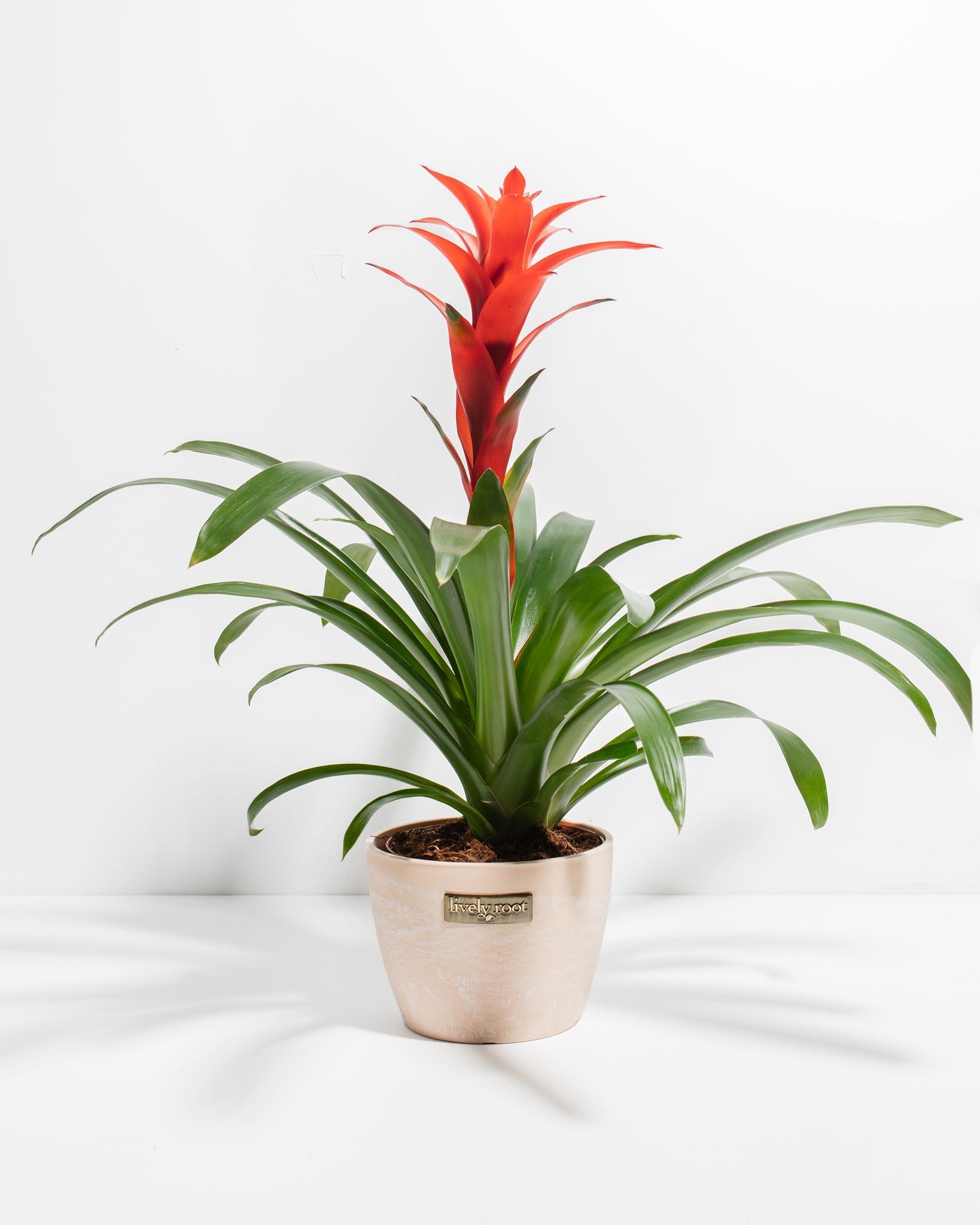 8c7c79e408ea-Pl-6in-Tropical-Delight-Guzmania-Maca-01-e88c9b_752cfc80-67c3-4b9b-95e6-99986d535728