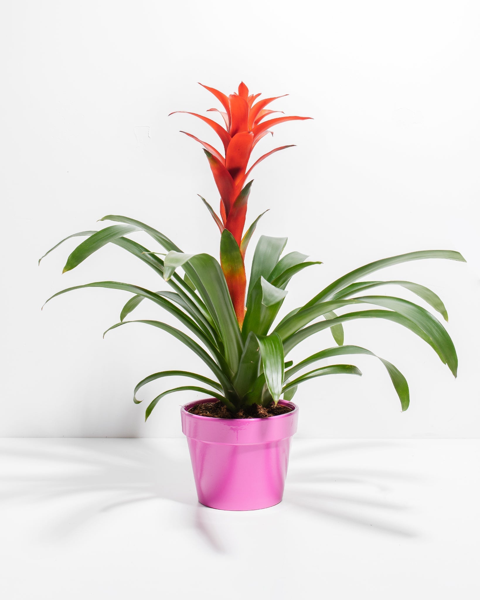 8c7c79e408ea-Pl-6in-Tropical-Delight-Guzmania-Pink-Ceramic-01-fc494f_be94dfd5-979b-4321-a31b-92cc8e35cd71