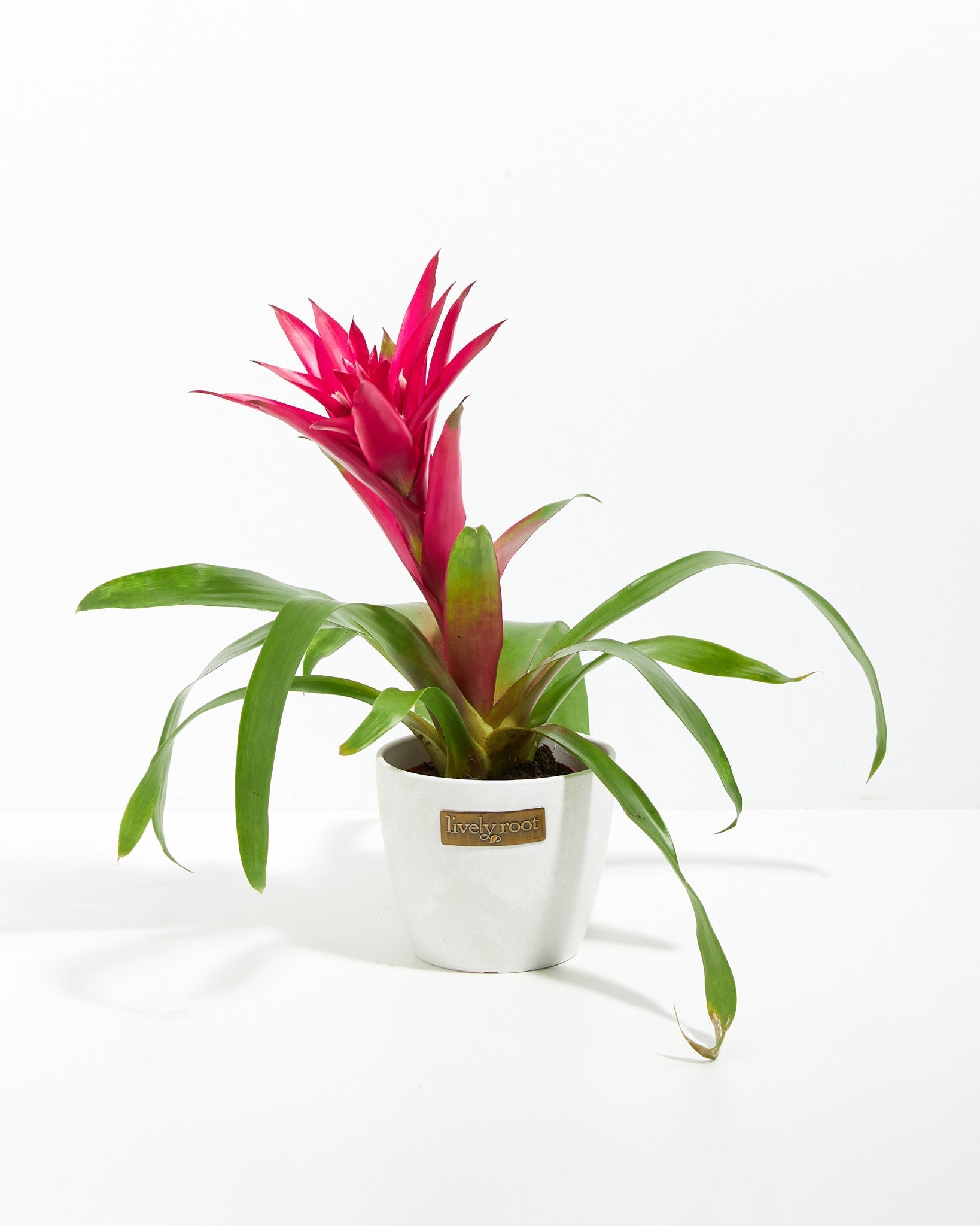 8c7c79e408ea-pl-Guzmania-Bromeliad-4IN-po-coco-964a2f_732d35b7-6cee-42f1-8b48-522849fe03df