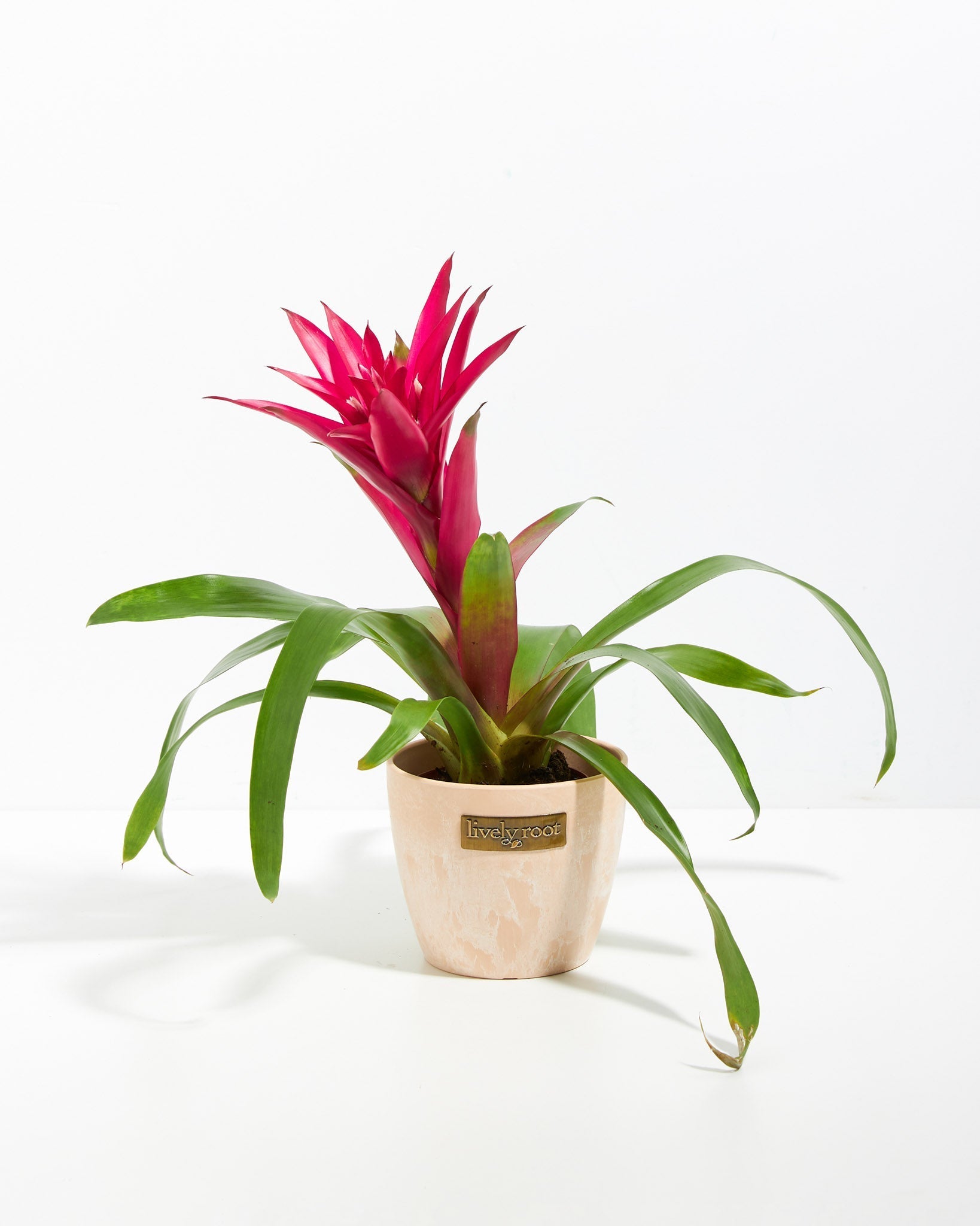 8c7c79e408ea-pl-Guzmania-Bromeliad-4IN-po-maca-58bf73_9203b47c-92a1-4c32-88a1-cf21bb272acb