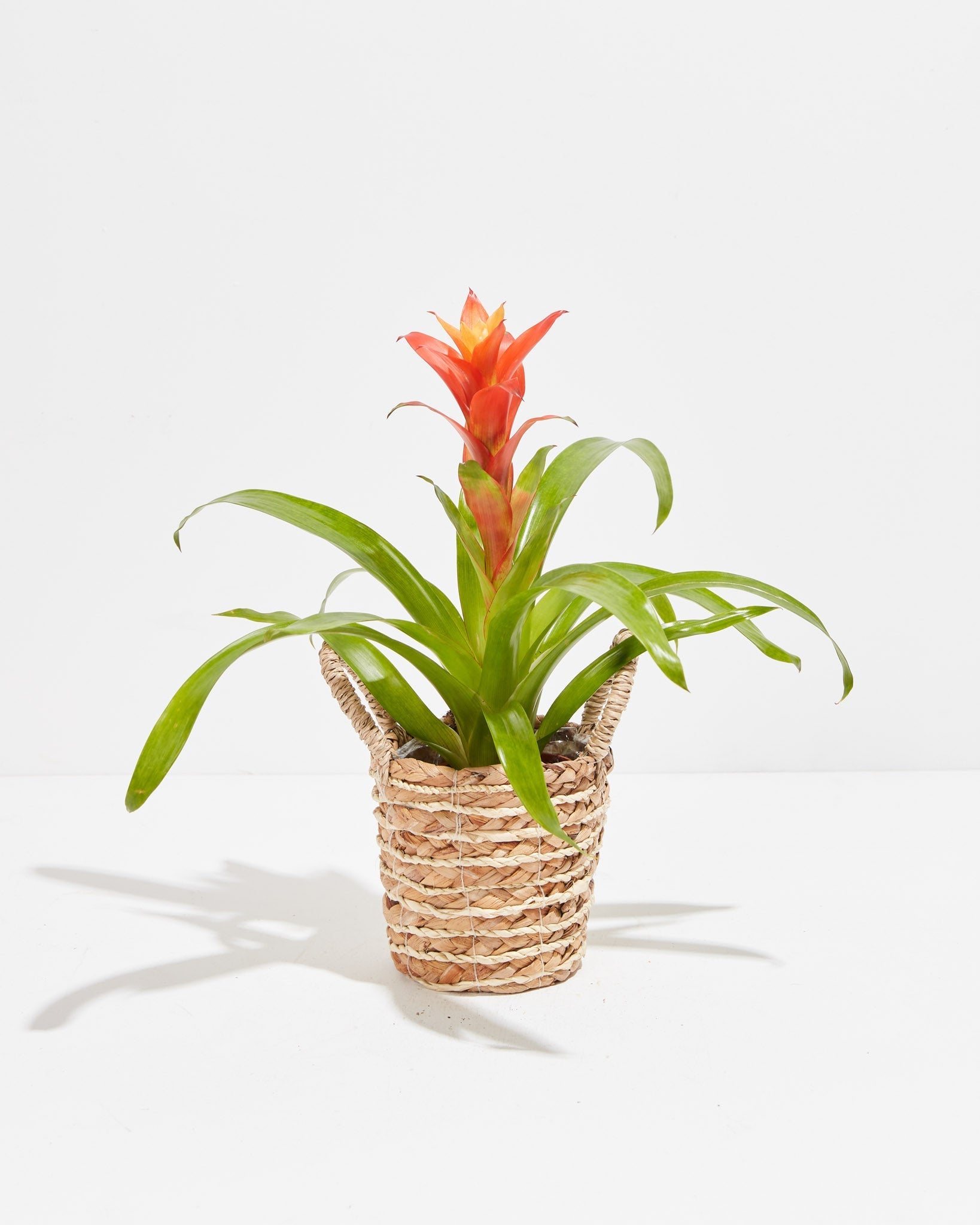 8c7c79e408ea-pl-bromeliad-4IN-po-basket-f3a2f8_4f836f33-7a7e-45d7-8c81-8a6ab87ba6f8
