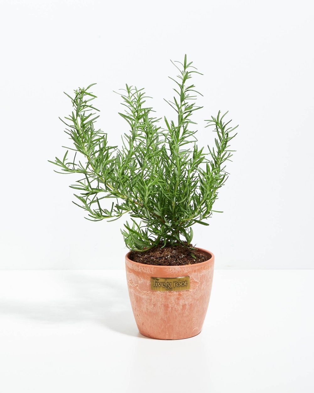 Tuscan Blue Rosemary - Image 20