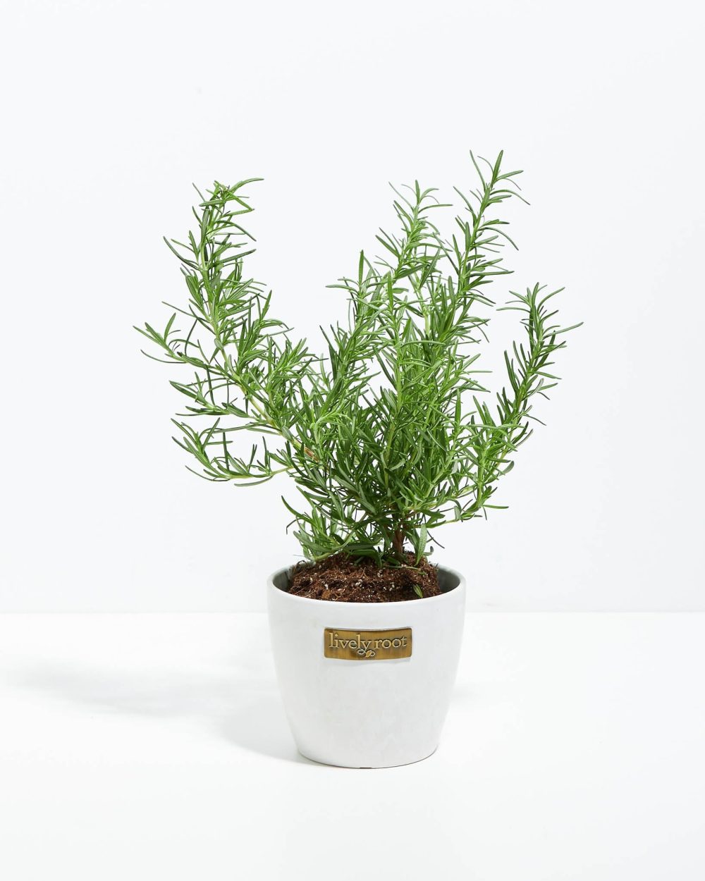 Tuscan Blue Rosemary - Image 18