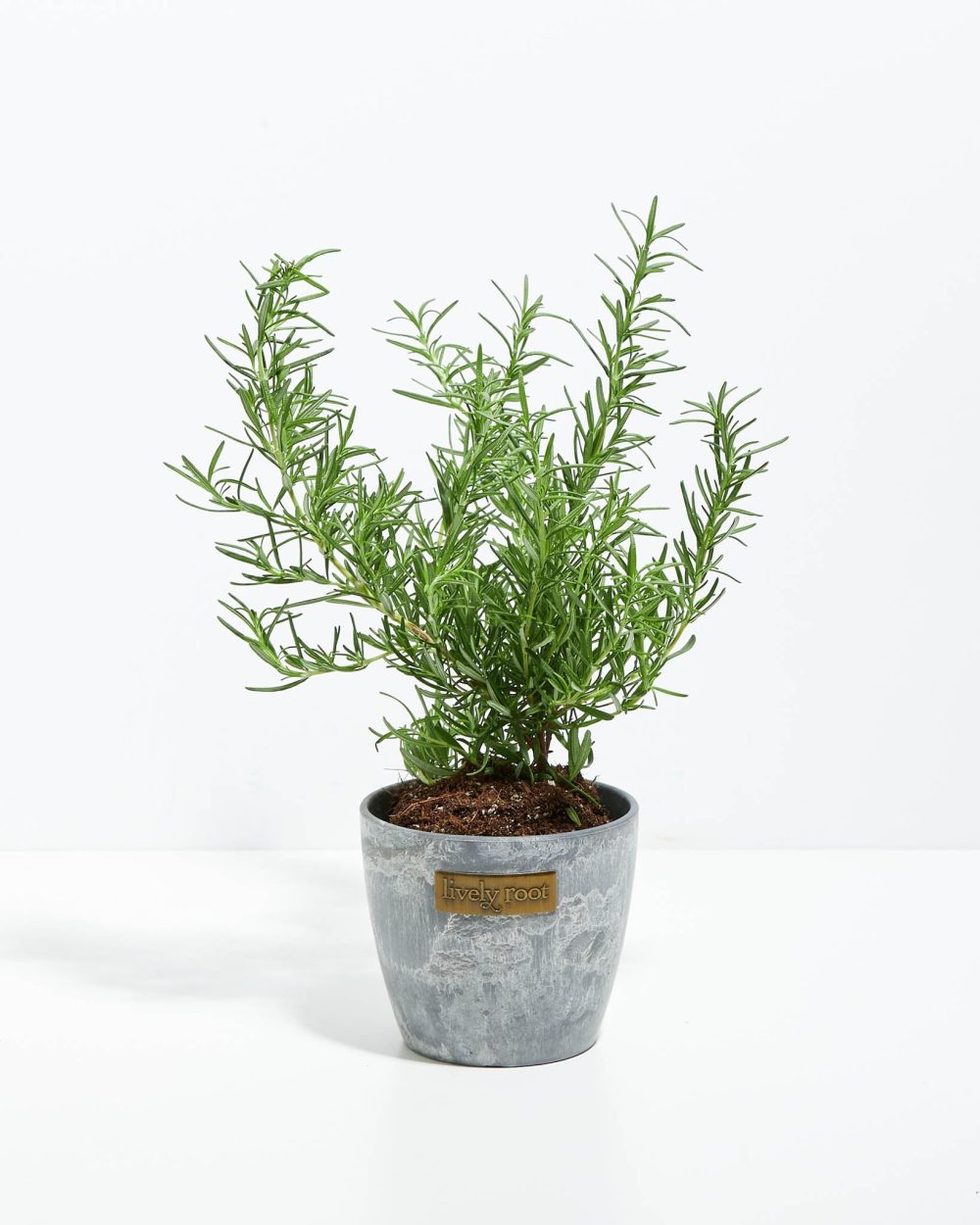 Tuscan Blue Rosemary - Image 19