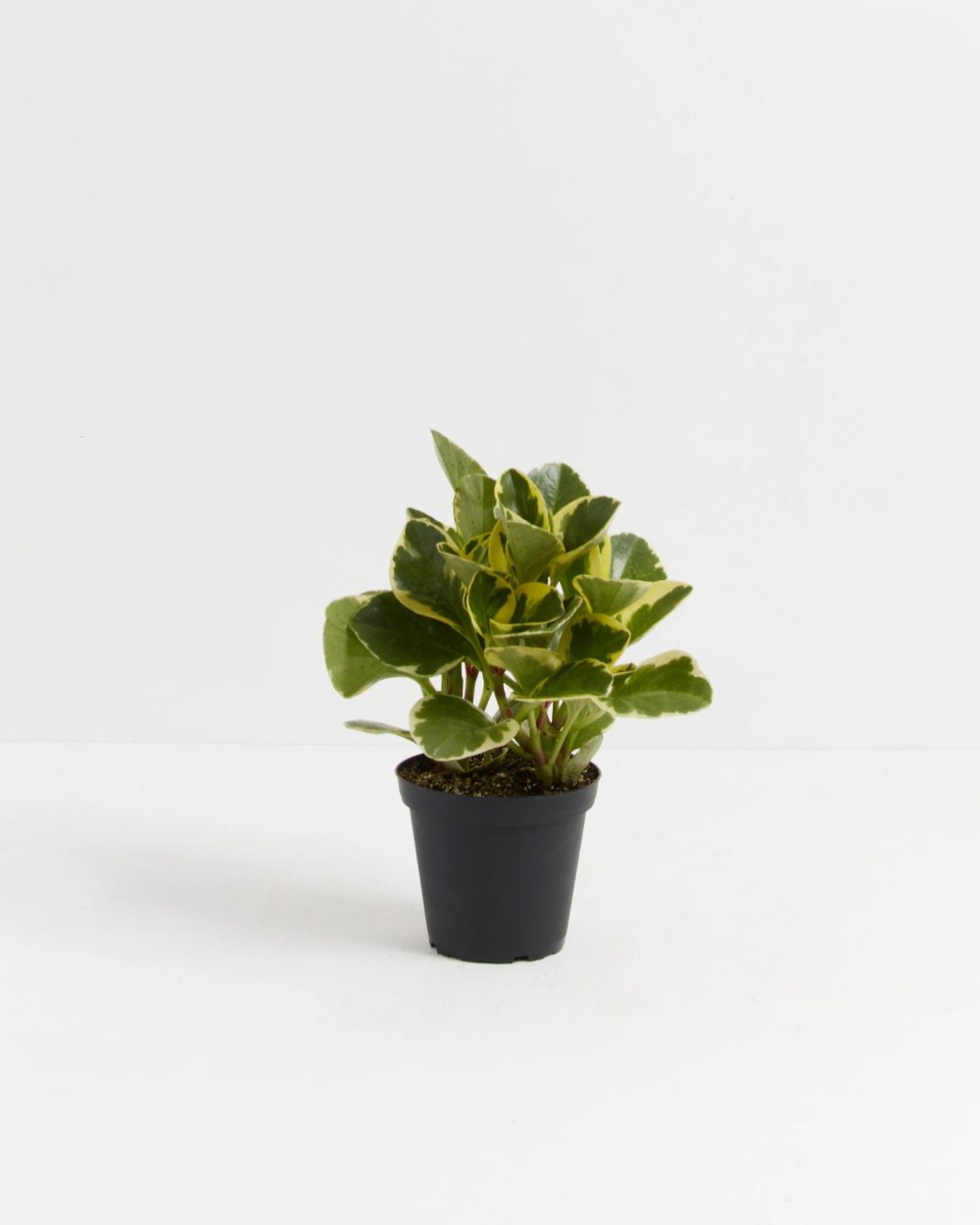Baby Rubber Plant (Variegated Peperomia) - Image 7