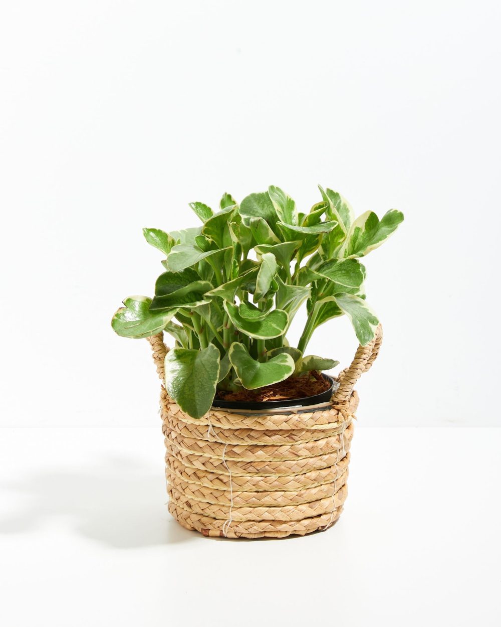 Baby Rubber Plant (Variegated Peperomia) - Image 18