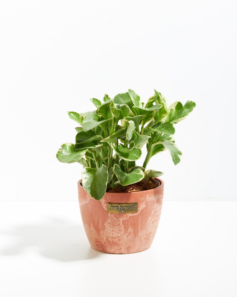 Baby Rubber Plant (Variegated Peperomia) - Image 16
