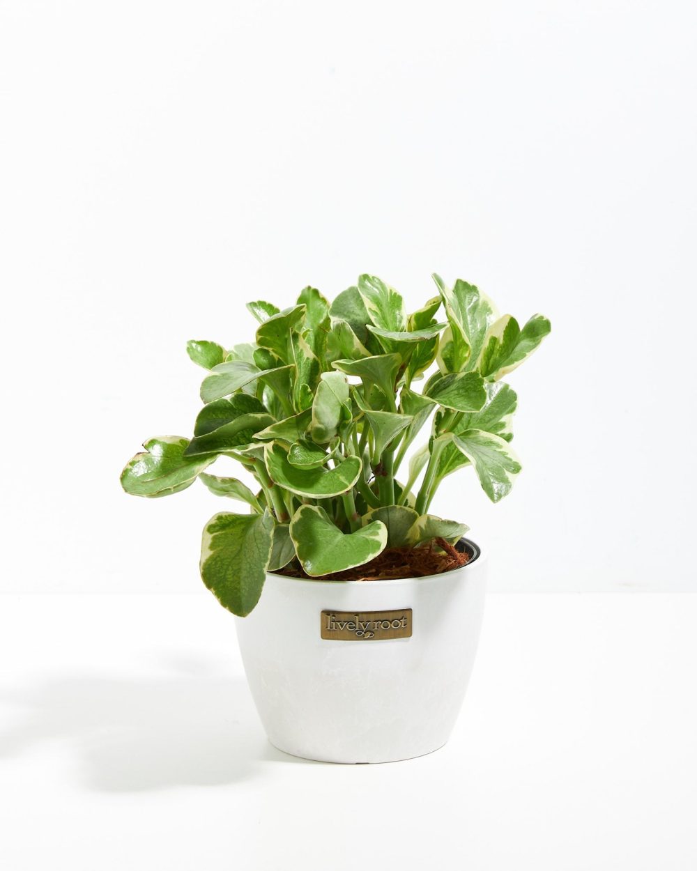 Baby Rubber Plant (Variegated Peperomia) - Image 14