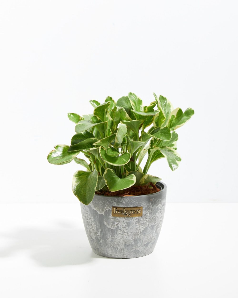 Baby Rubber Plant (Variegated Peperomia) - Image 15