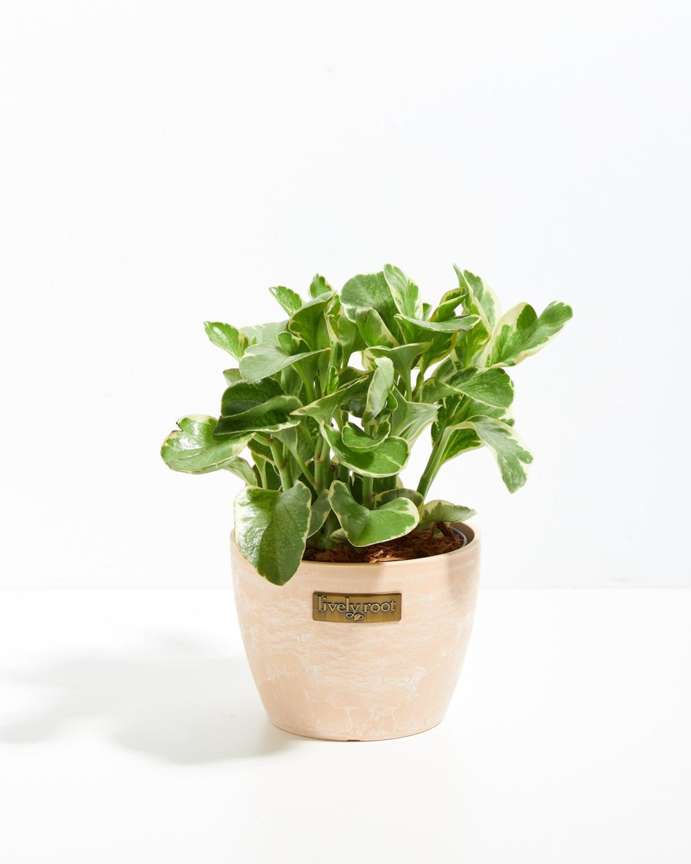 Baby Rubber Plant (Variegated Peperomia) - Image 17