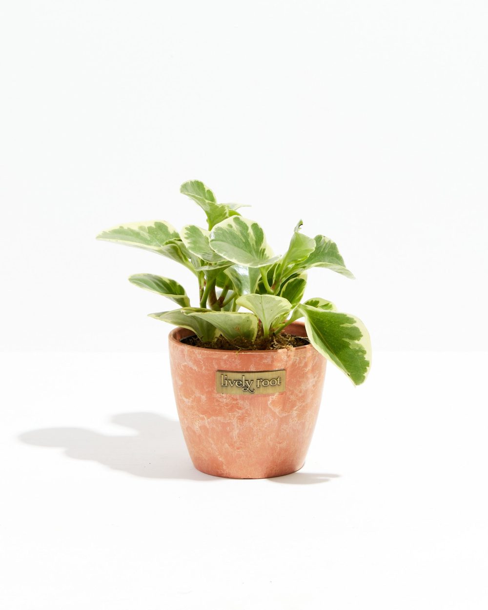 Baby Rubber Plant (Variegated Peperomia) - Image 12