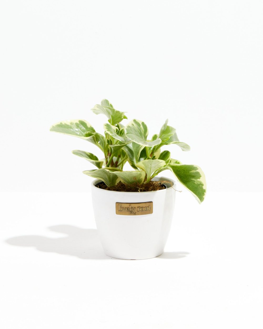 Baby Rubber Plant (Variegated Peperomia) - Image 10