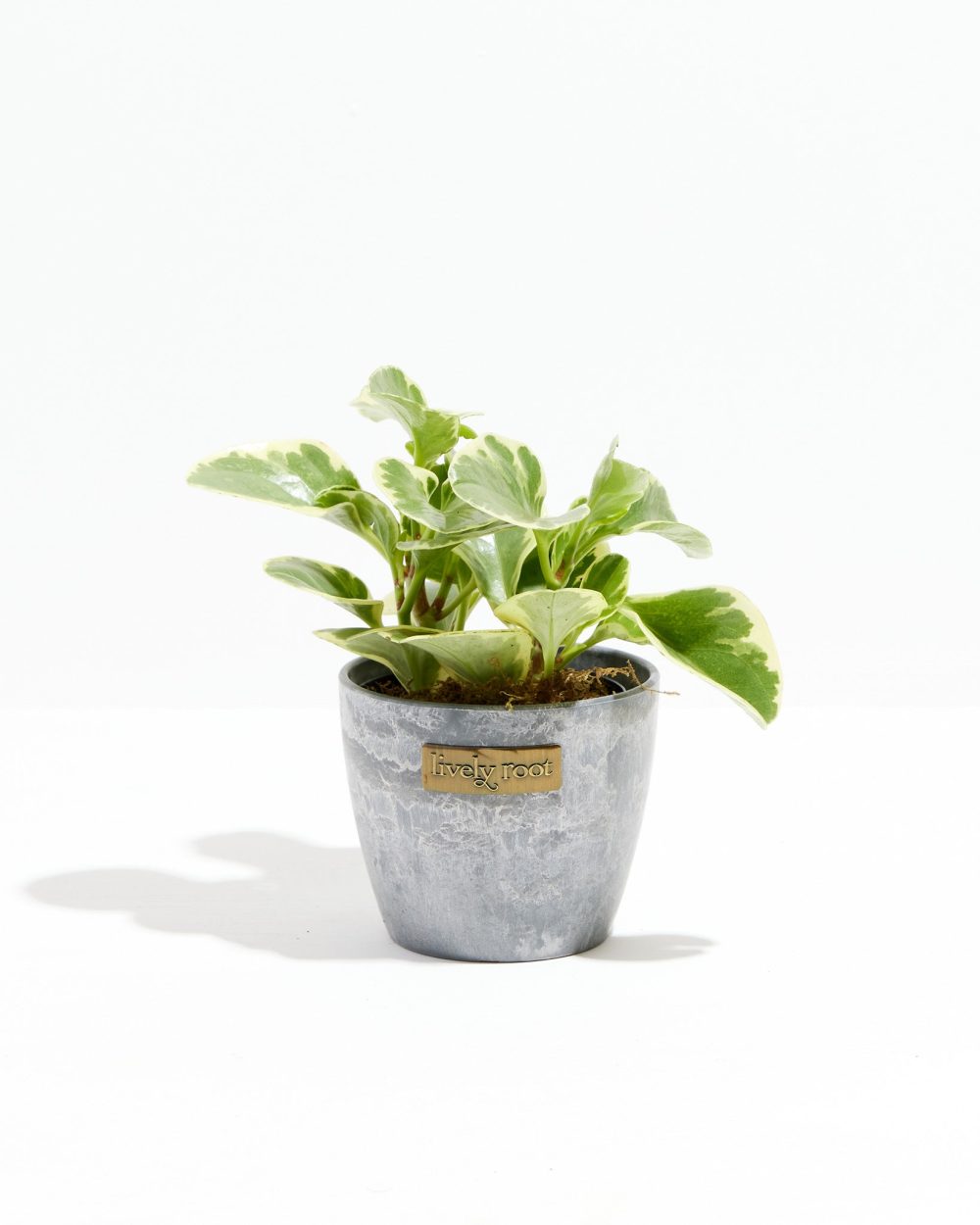 Baby Rubber Plant (Variegated Peperomia) - Image 11