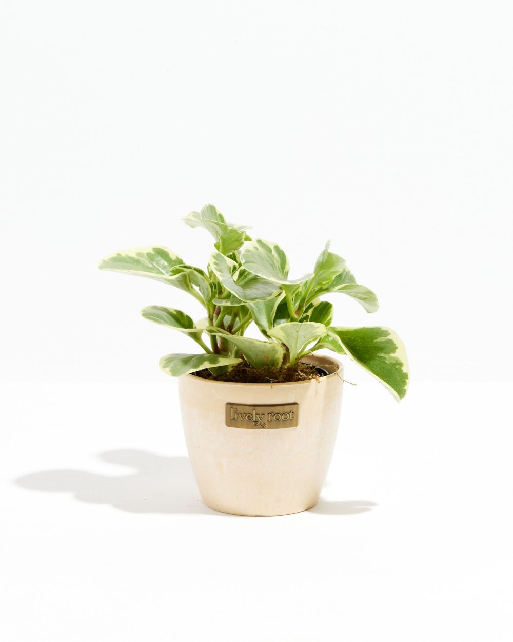 Baby Rubber Plant (Variegated Peperomia) - Image 13